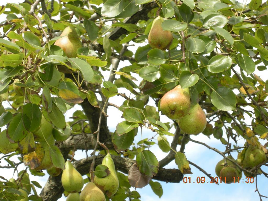 Finca Portizuelo Luarca Ngoại thất bức ảnh