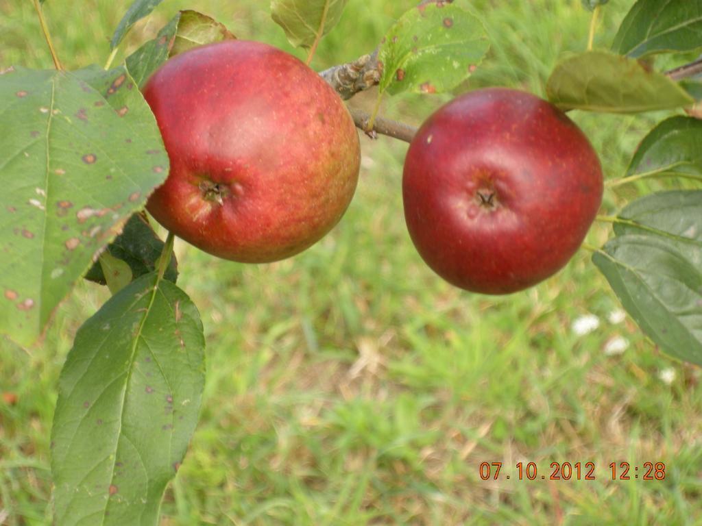 Finca Portizuelo Luarca Ngoại thất bức ảnh